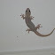 Gecko