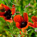 Corn poppy, Amapola silvestre