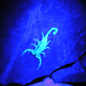 Arizona bark scorpion