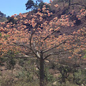 Ceiba