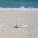 Piping Plover