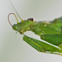 mantis