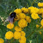Bumble bee
