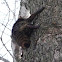 raccoon