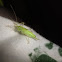 Katydid Nymph