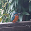 Kingfisher