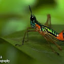 Monkey hopper (male)
