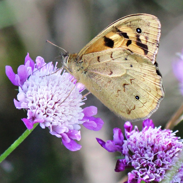 Common Brown Butterflies Project Noah