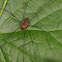 Harvestman