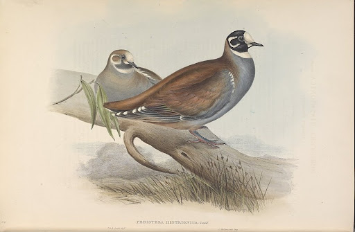 gould_australia5_66_flock_bronzewing.jpg?imgmax=512 (25178 bytes)