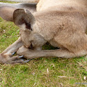 Eastern Grey Kangaroo
