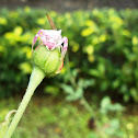 Pink crab spider