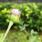 Pink crab spider