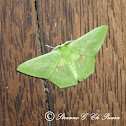 Geometrid moth