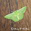 Geometrid moth