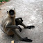 Hanuman/ Langur
