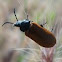 Insect