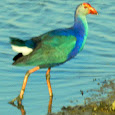 Migratory Birds of Gujarat