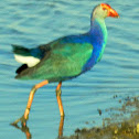 Purple Swamphen