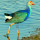 Migratory Birds of Gujarat