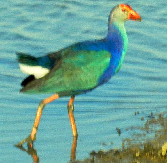 Spotting Image 1