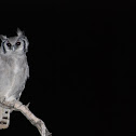 Verreaux's Eagle-Owl