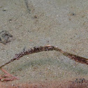 Robust Ghost Pipefish