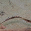 Robust Ghost Pipefish