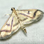 Pyralid Moth