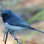 Leaden Flycatcher