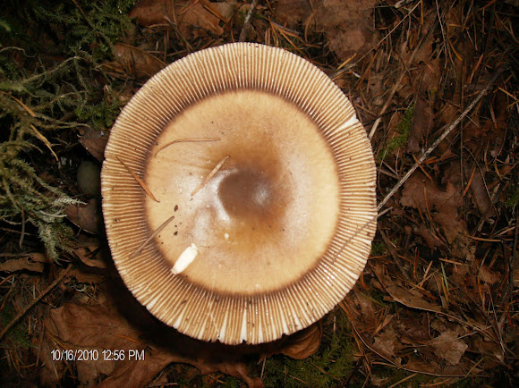 Spotting Image 1