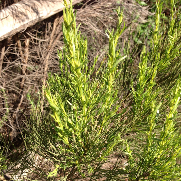 Tamarisk (Salt Cedar) Project Noah