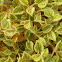Cleome Droserifolia