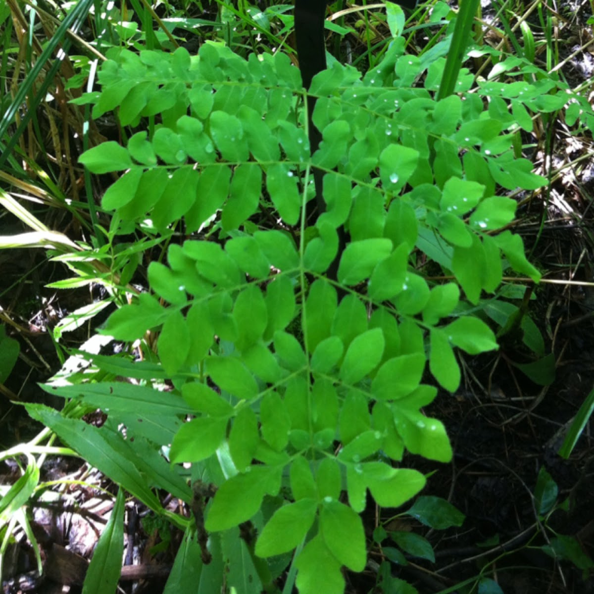 Royal Fern