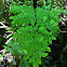 Royal Fern