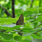 Northern Pearly-Eye