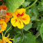 Nasturtium