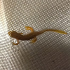 Salamander