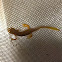 Eastern Newt