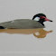Red-wattled Lapwing 