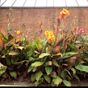 Canna Lily