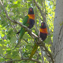 Rainbow Lorikeet