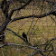 Common blackbird