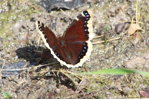 Spotting Image 1