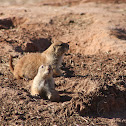 Prarie Dog