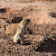 Prarie Dog