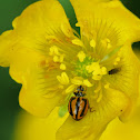 Striped Ladybird Beetle