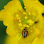 Striped Ladybird Beetle