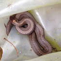 Northern Red-belly Snake