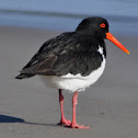 Pied oystercatcher